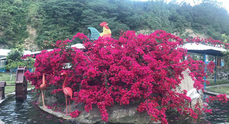 石棉縣東順?shù)\業(yè)有限責(zé)任公司